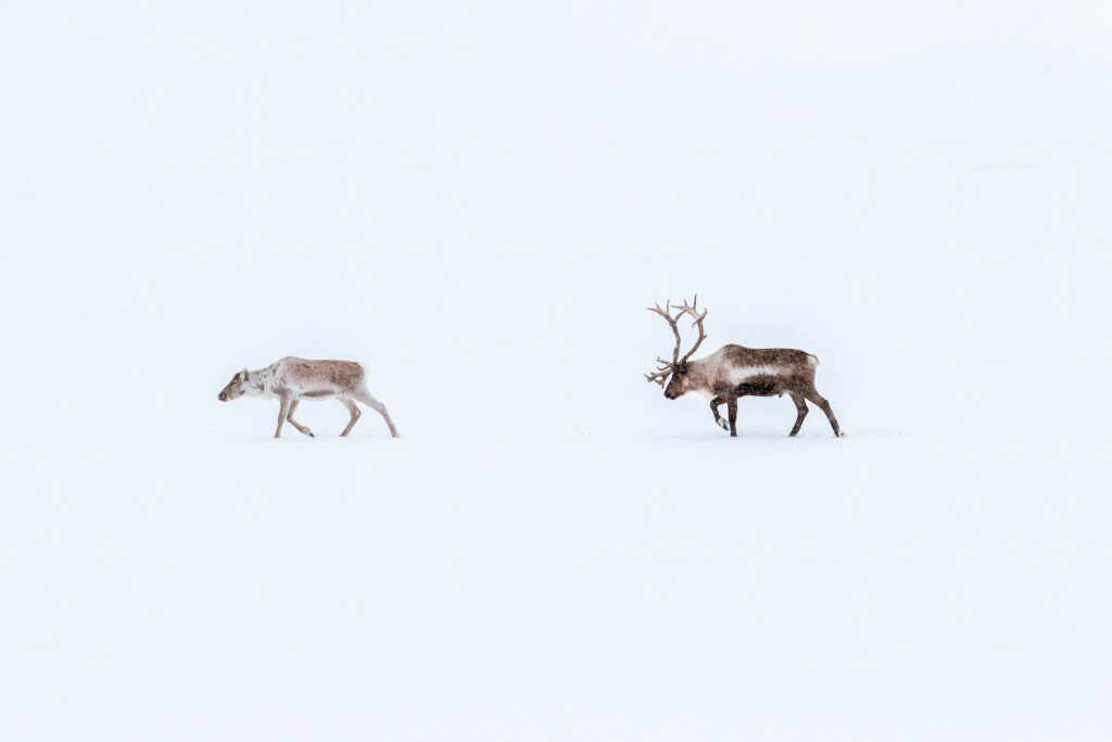 two reindeer in the snow